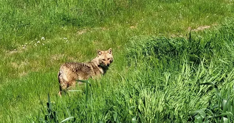 Nesli tükenme tehlikesi altındaki çakal tarlada görüntülendi