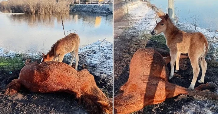 Ardahan da yürek yakan görüntü! Tay, ölen annesinin başından ayrılmadı