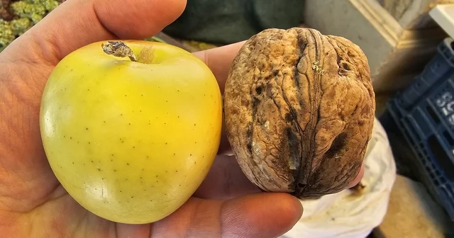 Elazığ da elma büyüklüğünde cevizler ilgi çekiyor Elazığ Haberleri