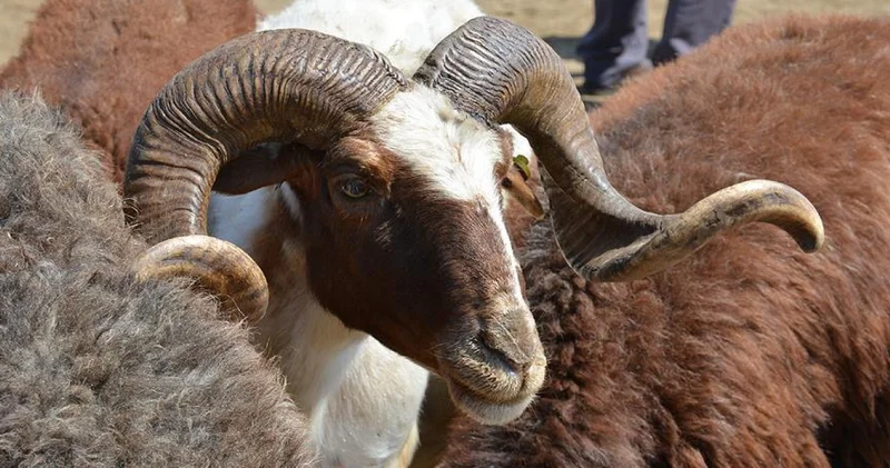 2026 İl il kurbanlık fiyatları: Büyükbaş ve küçükbaş canlı kilo fiyatı ne kadar?