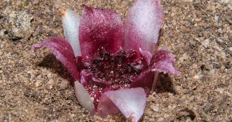 Toprağın altında çiçek açıyor, karaborsada fiyatı dudak uçuklatıyor