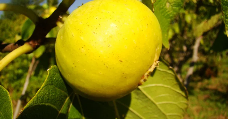 Tüm dünyanın gözü Aydın da: Sarı altın 100 den fazla ülkeye ihraç ediliyor Sözcü Gazetesi