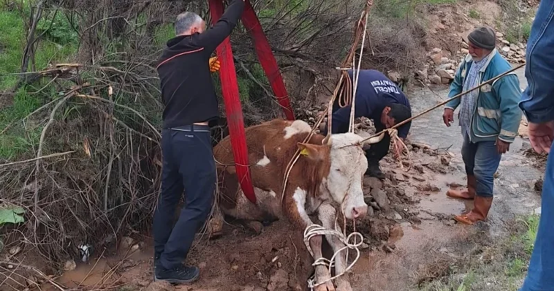 Tunceli de inek çamura battı: Ekipler tarafından kurtarıldı Gündem Haberleri