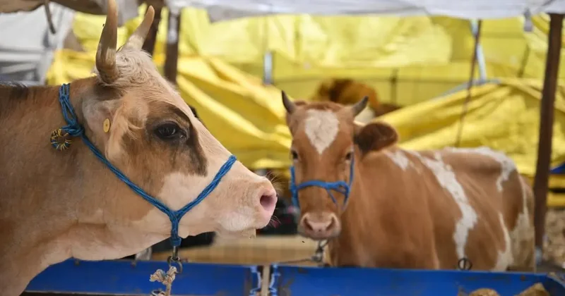 Kurban Bayramı öncesi bakanlık düğmeye bastı! Tedbirler arttı, yeni dönem başlıyor!