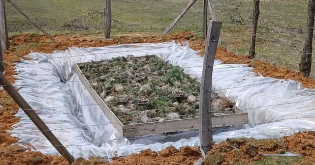 Düzce de Çam Kese böceğiyle mücadele başladı. Düzce Haberleri