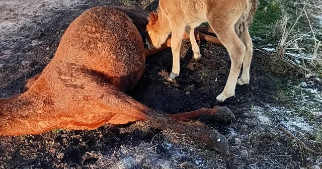 Annesini kaybeden tay, onu hâlâ emmeye çalıştı Ardahan Haberleri