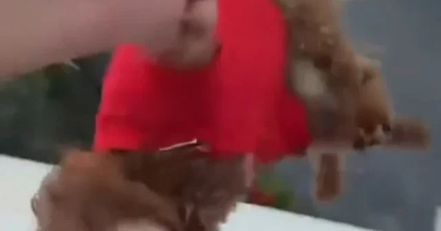 İstanbul da bir kadın köpeğini pencereden sarkıtıp işkence etti VİDEO İZLE