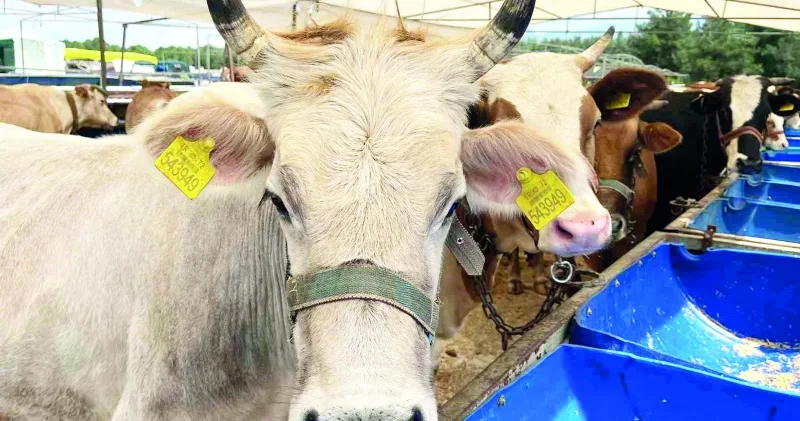 Kurbanlıkların İstanbul a girişi 11 Mayıs’ta Ekonomi Haberleri