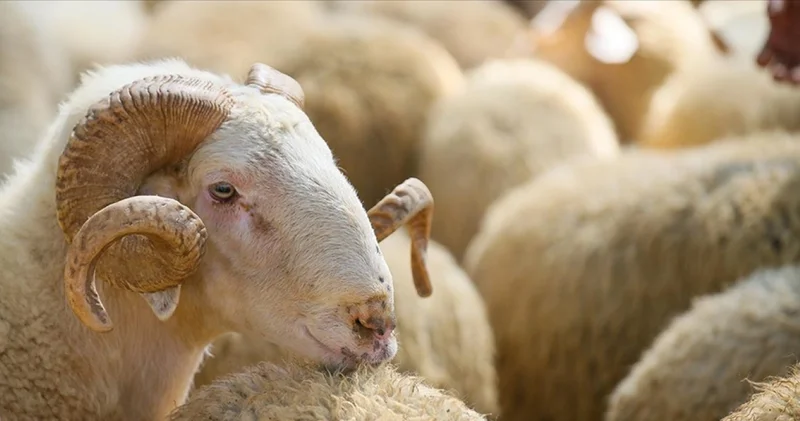 KURBAN FİYATL LİSTESİ 2026: Büyükbaş, küçükbaş kurbanlık kilo fiyatları ne kadar? Diyanet vekaletle kurban kesim bedeli ne kadar?