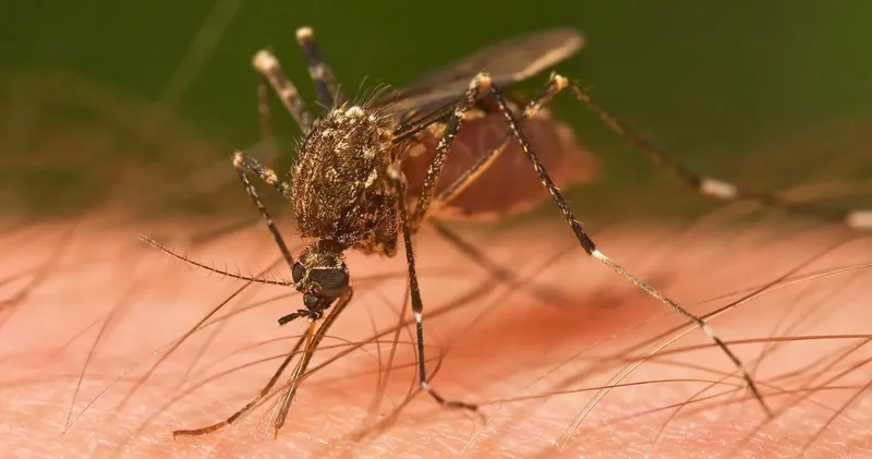 Ayakta duran son ülkeydi: Onlar da istilaya uğradı