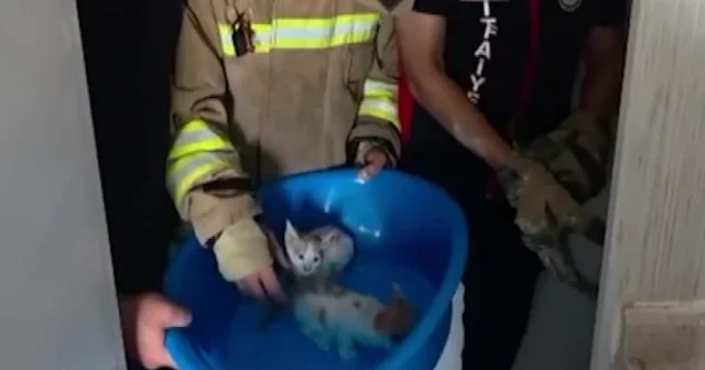Hatay’da havalandırma boşluğuna düşen iki yavru kedi duvar kırılarak kurtarırdı VİDEO İZLE