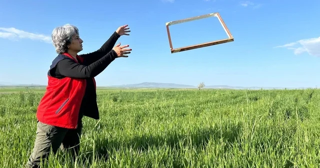 Tarım ürünlerinde rekolteyi arttırmak amacıyla zararlı takibi sürüyor Afyonkarahisar Haberleri