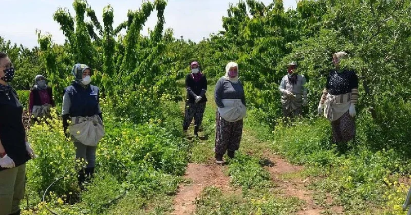 1 senede meyve veriyor: Bu ağacı eken sene sonunda evini arabasını alıyor Sözcü Gazetesi