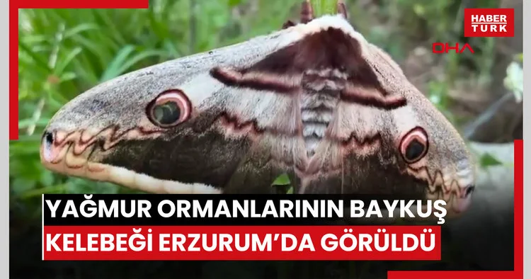 Yağmur ormanlarında yaşayan baykuş kelebeği Erzurum da görüntülendi