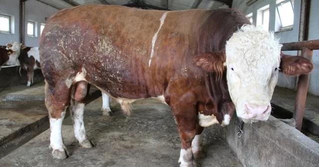 Bingöl de 1,5 tonluk Tosun Paşa 450 bin liraya alıcı buldu Bingöl Haberleri