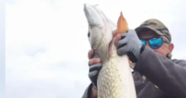 Sapanca Gölü’nde devasa Turna sürprizi: 110 santimetrelik dev balık oltaya takıldı VİDEO İZLE