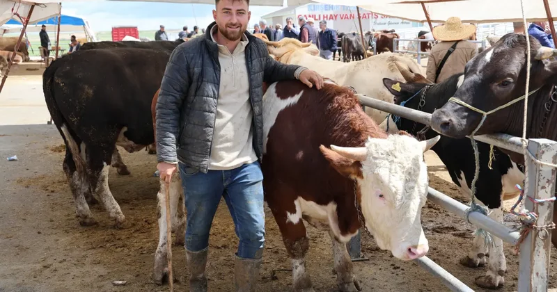 830 kiloluk kurbanlık tosun! Otomobil fiyatına satıldı