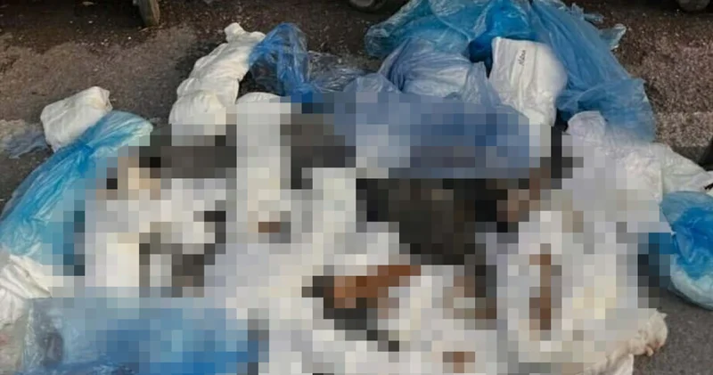 Yeniden gözaltı! 33 kedi ölü bulunmuştu