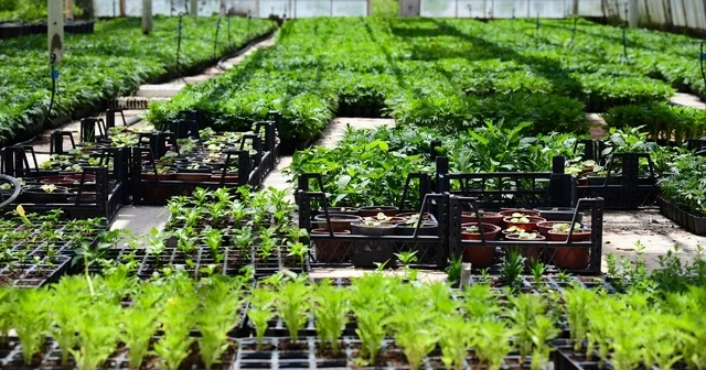 MTÜ de yılda 500 bin süs bitkisi üretiliyor MTÜ de depremin izleri serada yeşerdi Malatya Haberleri