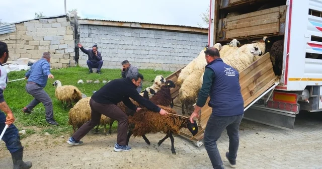 Erzincan da yayla yolculuğu başladı, üreticiler hayvanları kamyonlara yüklemekte zorlandı Erzincan Haberleri