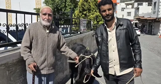70 kiloluk dev keçi 36 bin liraya satıldı Diyarbakır Haberleri