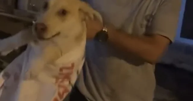 Çuvala koyulan köpeği, hayvansever kadın kurtardı Hatay Haberleri Habertürk Yerel Haberler