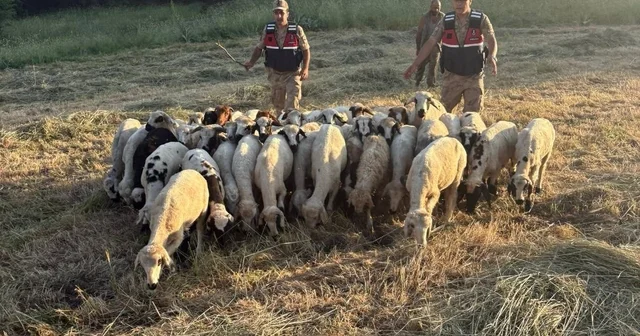 Tunceli de kayıp küçükbaş hayvanlar dron desteğiyle bulundu Tunceli Haberleri Habertürk Yerel Haberler