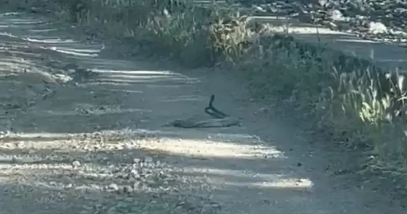 Bingöl’de iki yılanın dansı görüntülendi