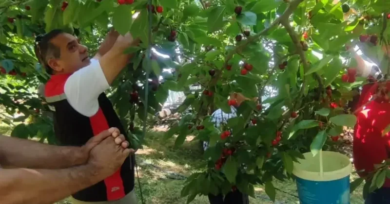 Aydın’da kiraz hasadı sürüyor
