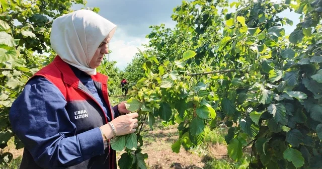 Yeni sezon öncesi fındık bahçelerinde saha incelemeleri sürüyor Düzce Haberleri Habertürk Yerel Haberler