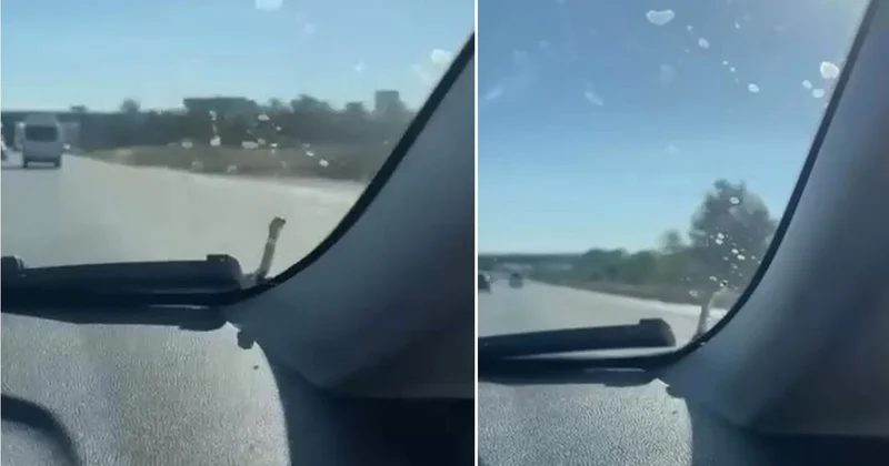 Yolda Seyir Halindeki Araçta Yılan Şaşkınlık Yarattı