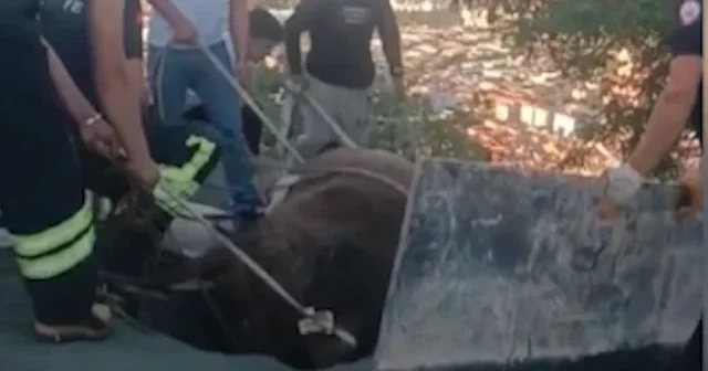 Otlarken çatıda mahsur kaldı: İneği itfaiye kurtardı VİDEO İZLE