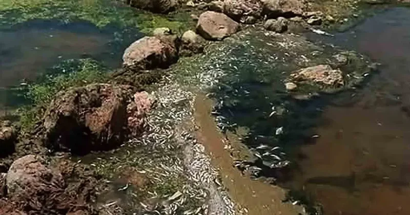Araban Karasu Çayı’nda tedirgin eden toplu balık ölümleri