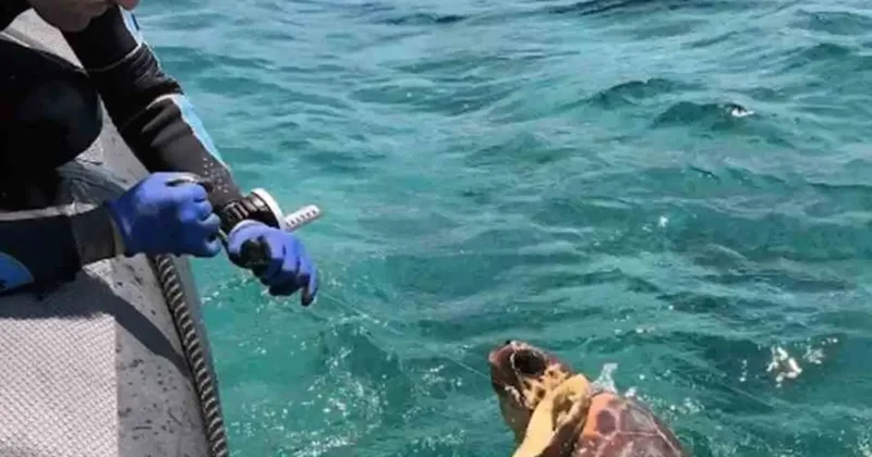 Ağa takılan deniz kaplumbağasını dernek görevlileri kurtardı