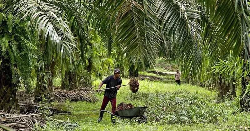 Palm yağı fiyatlarında sert düşüş: Petrol ve soya yağı baskısı etkili oldu