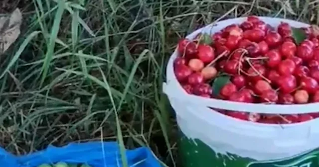 Bahçeden kovalar dolusu meyve topladı: Geriye 5 lira bırakıp helallik istedi VİDEO İZLE