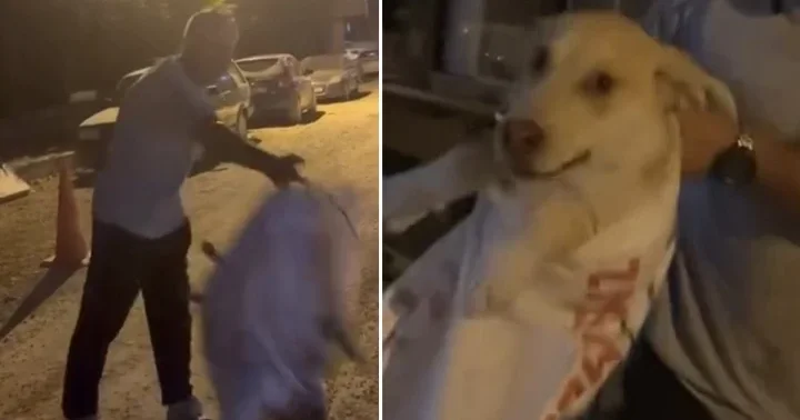 Hatay da köpeği çuvala koyularak götürülmek istenen köpeği, hayvansever kadın kurtardı