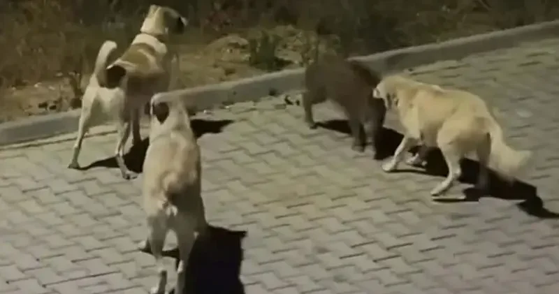 Kuşadası’nda başıboş köpekler yavru yaban domuzuna saldırdı; o anlar kamerada
