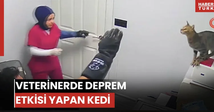 Veterinerde deprem etkisi yapan kedi Türkiye nin gündeminde
