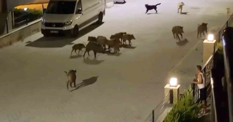 Serengeti değil Türkiye nin tatil cenneti! Çığlıklarını duyan sürü yardıma koştu