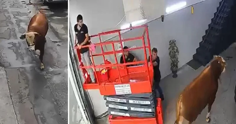 Kaçan Boğa Sanayi Dükkânına Girdi
