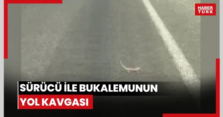 Sürücü ile bukalemunun yol kavgası