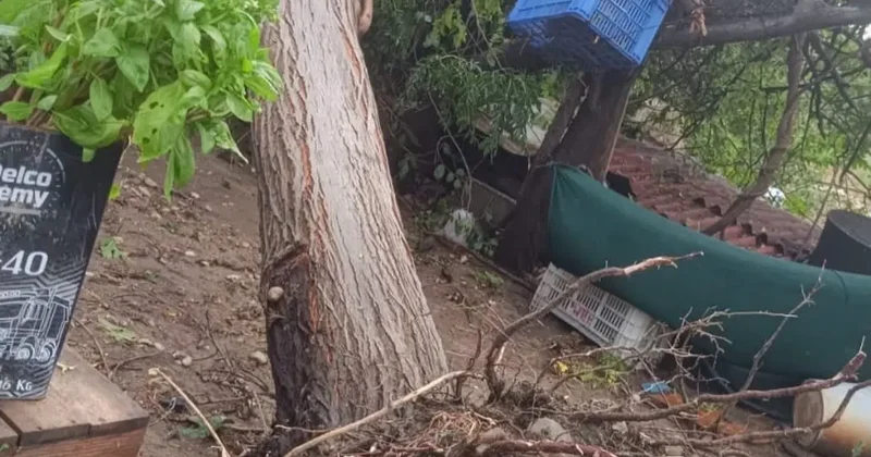 Serik’te sağanak ve hortum evin çatısına zarar verdi, iki ağacı kökünden söktü