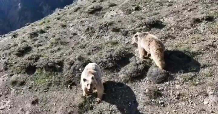 Ayı saldırısına uğrayan kişi yaralandı