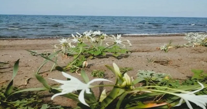 Çevre Kanunu’nu ihlal eden kişiye 699 bin TL idari para cezası