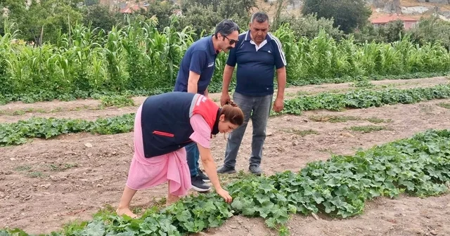 Barbunya ve kornişon salatalık da hastalık ve zararlı denetimi Afyonkarahisar Haberleri Habertürk Yerel Haberler
