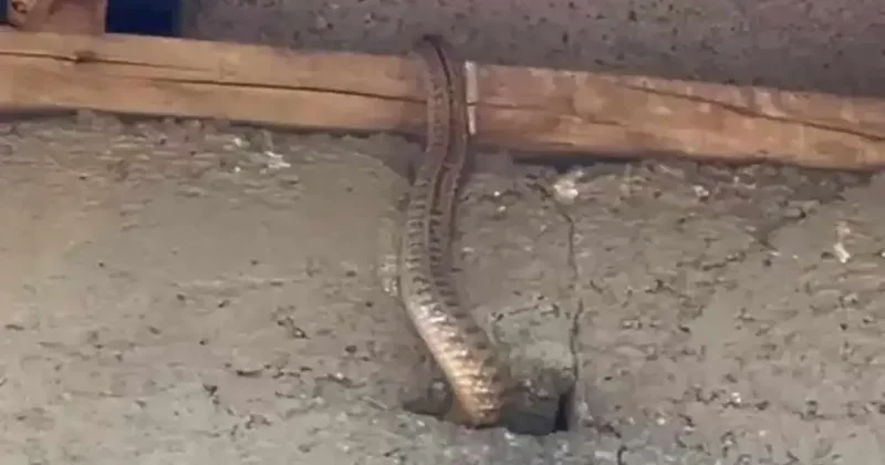 Yılanlı ev kâbusu! İstila ettiler... Geceleri uyumak haram oldu