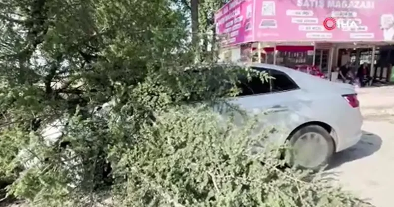 Fırtınada kökünden sökülen ağaç otomobilin üzerine devrildi