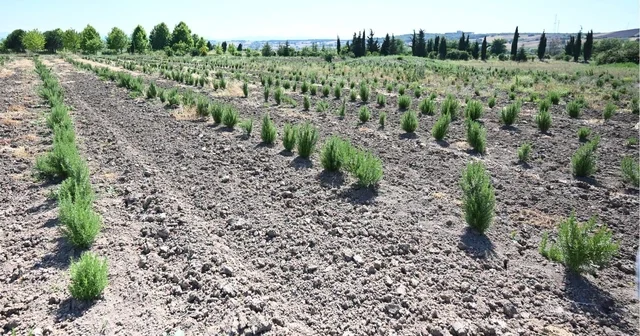 Tıbbi ve aromatik meyveler orman köylüsüne gelir kapısı oluyor Samsun Haberleri Habertürk Yerel Haberler