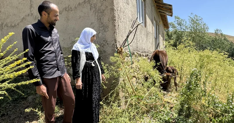 Yüksekova Kaymakamı ineği telef olan aileye inek ve buzağı hediye etti